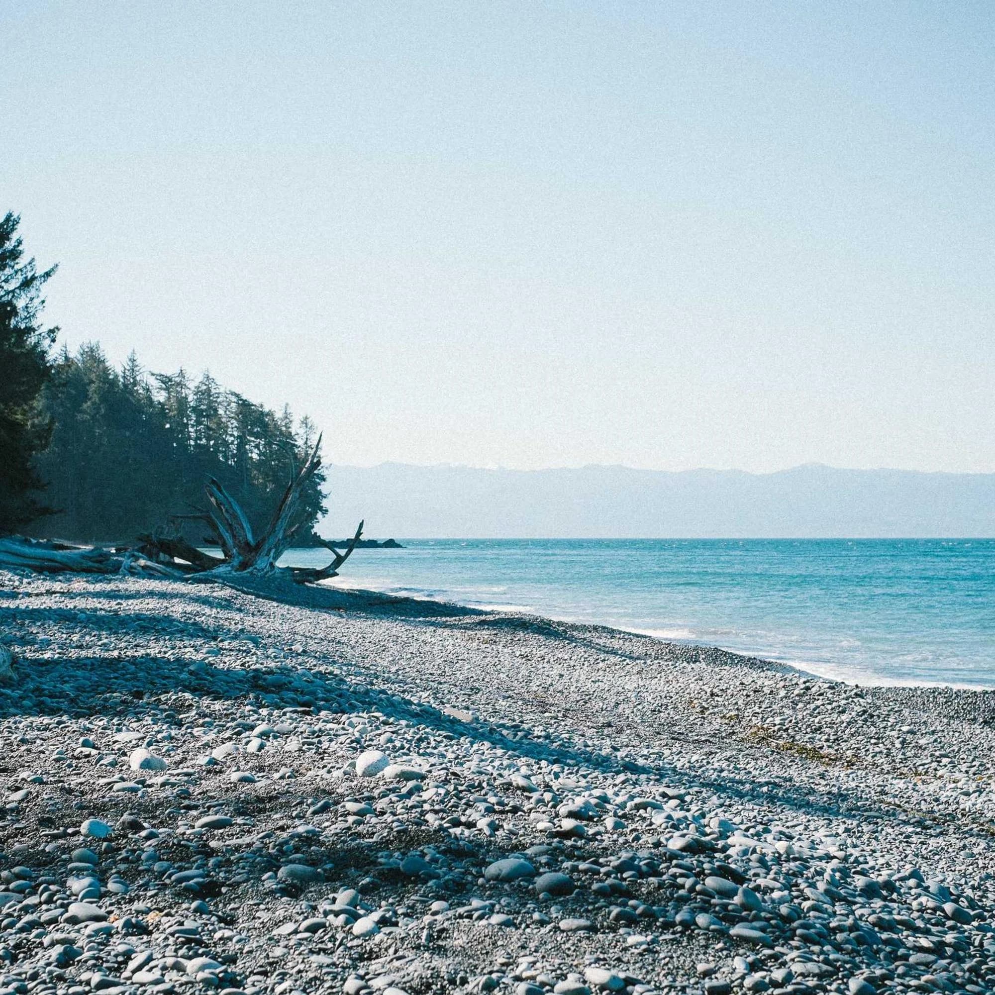 Grève de galets et pins au bord de l’eau