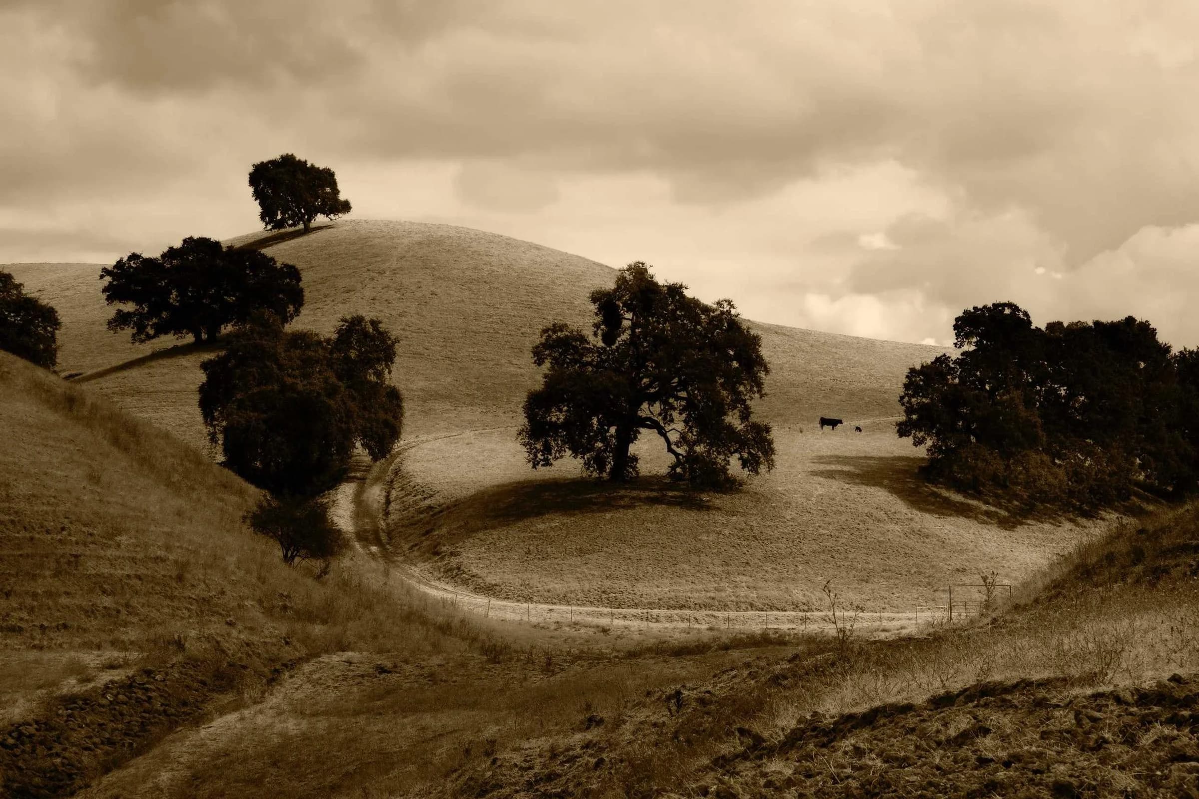 Collines dorées et arbres isolés