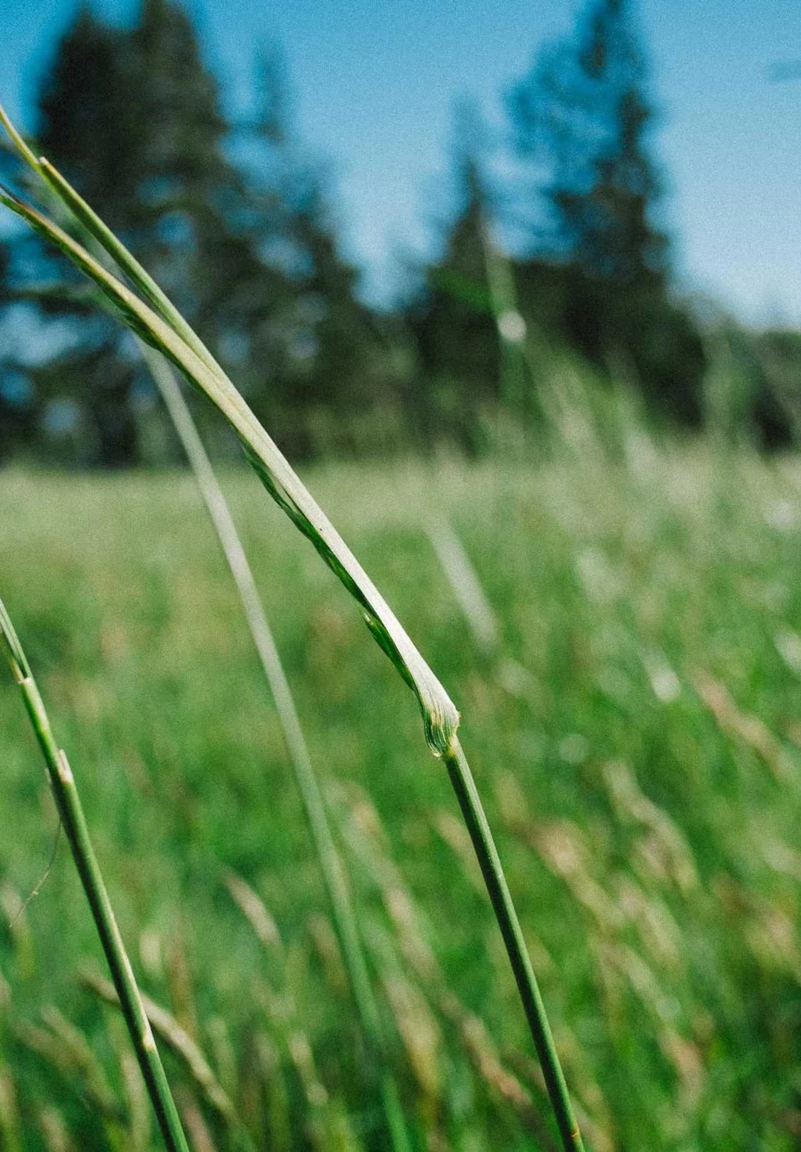 Herbes hautes au premier plan, lisière de forêt