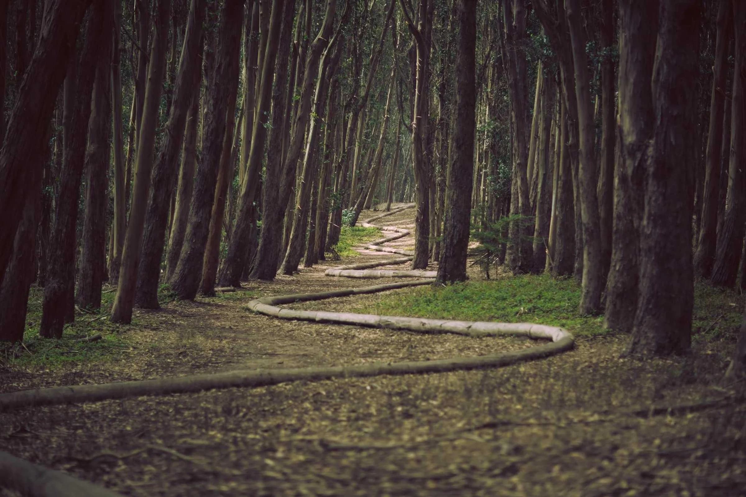 Sentier sinueux dans une forêt de grands pins