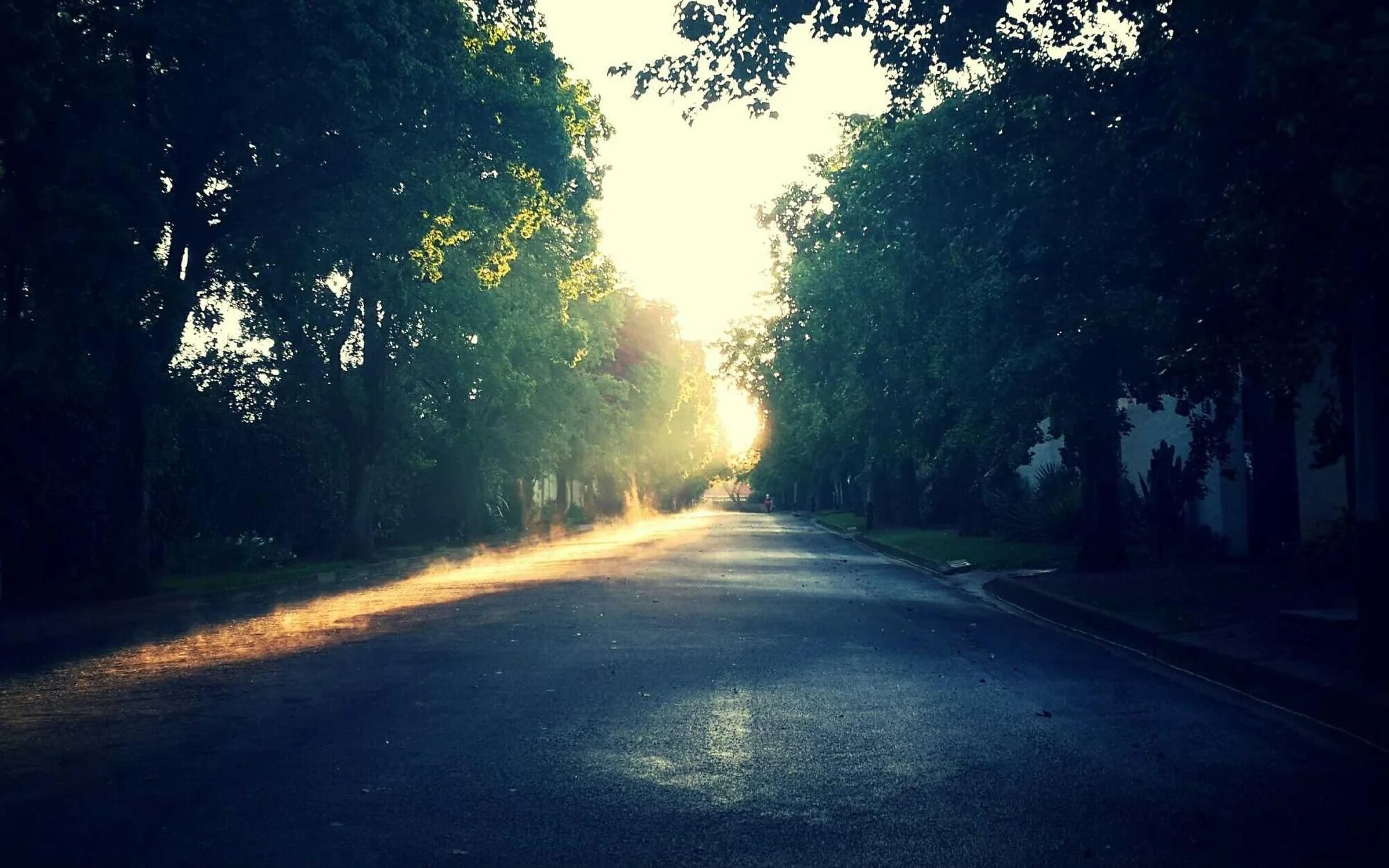 Route bordée d’arbres dans la lumière rasante du matin
