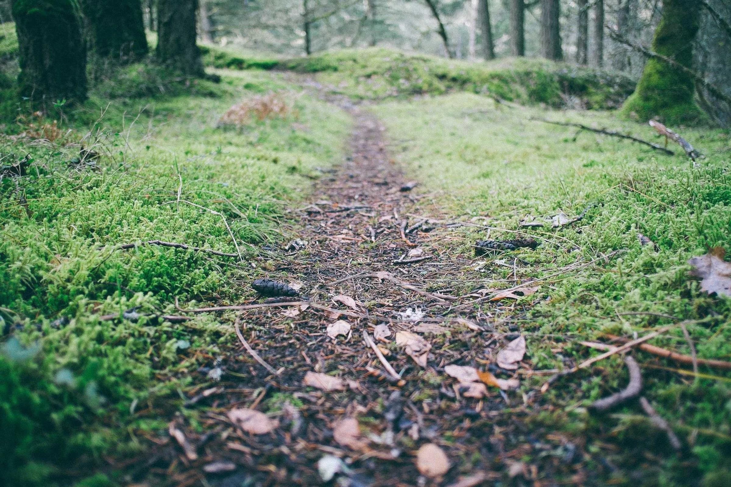 Chemin de terre couvert de feuilles en sous-bois