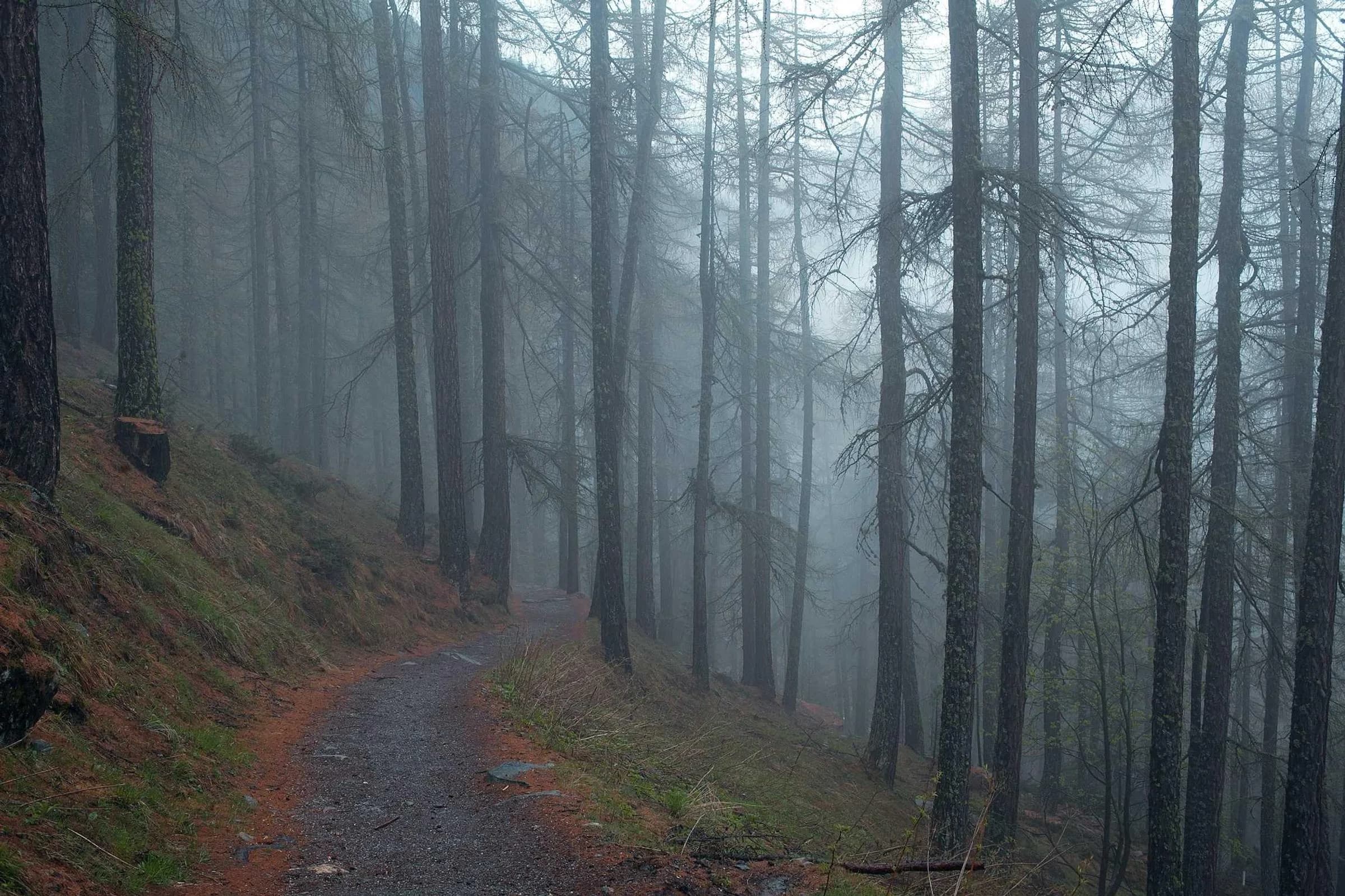 Forêt de troncs gris dans le brouillard