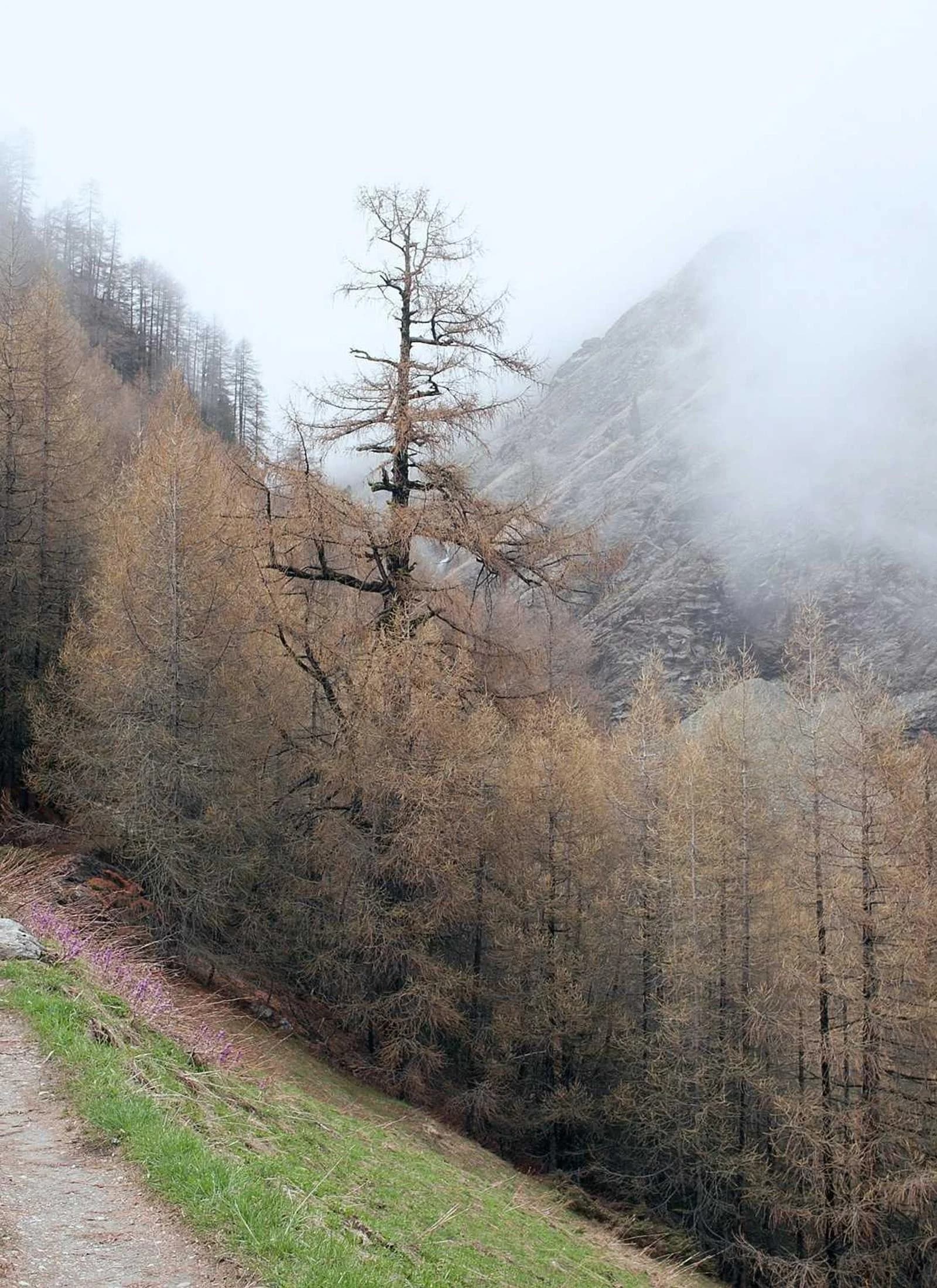 Sentier qui descend une vallée d’automne sous la brume