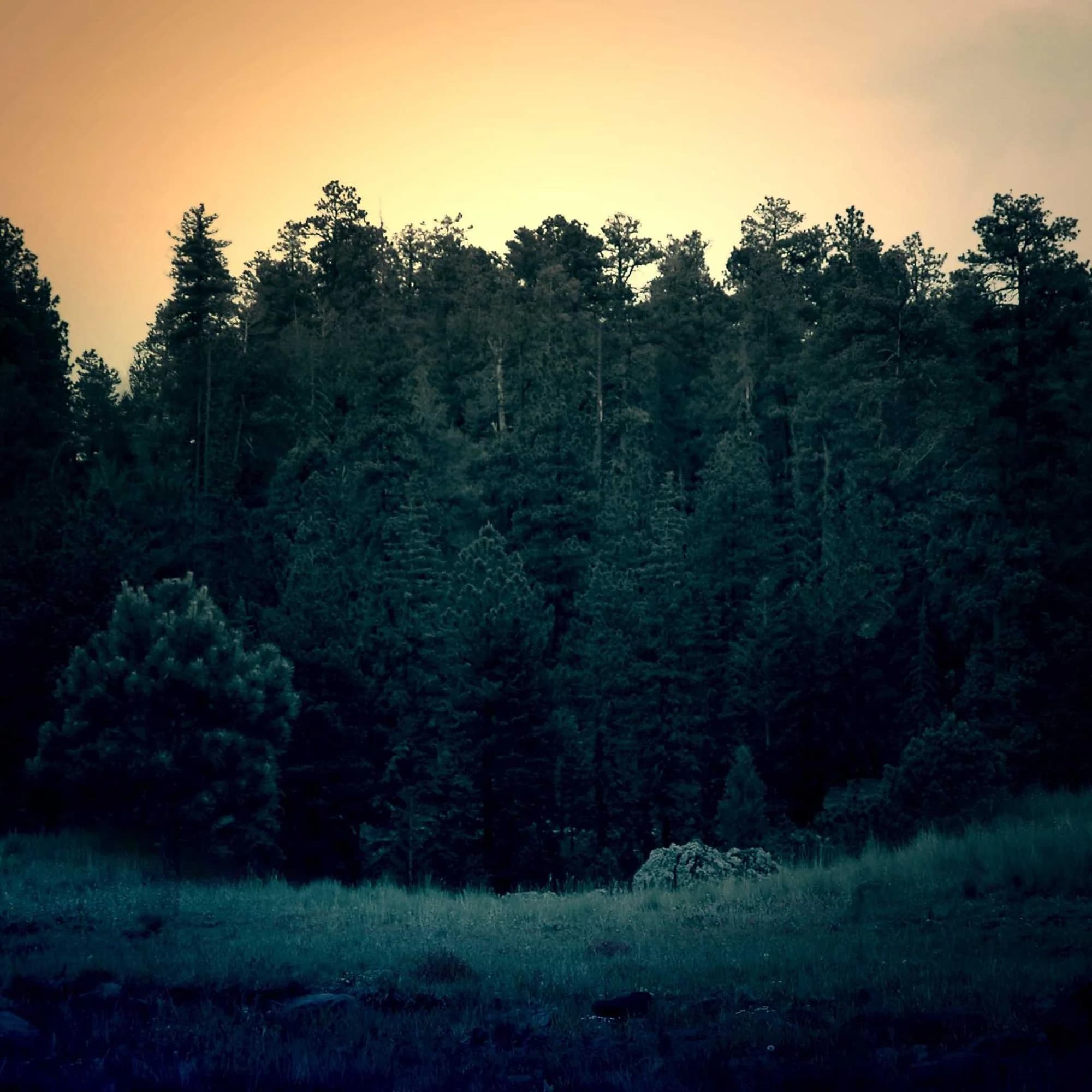 Lisière de forêt de conifères au crépuscule